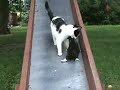 Gatinho vs escorregador