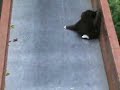 Gatinho vs escorregador