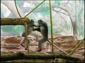 Langurs playing, fighting and reconciling Langurs playing, fighting and reconciling