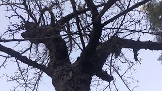 قرية السموعي \ قضاء صفد \ خيرات جبال الجرمق \ وادي الليمون (وادي عامود) \ נחל מירון \ توتة الجرمق \