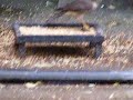 Sparrowhawk recaptured Sparrow
