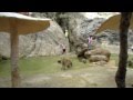 TigerOne.MOV