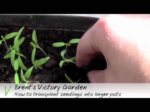 how to transplant seedlings to pots