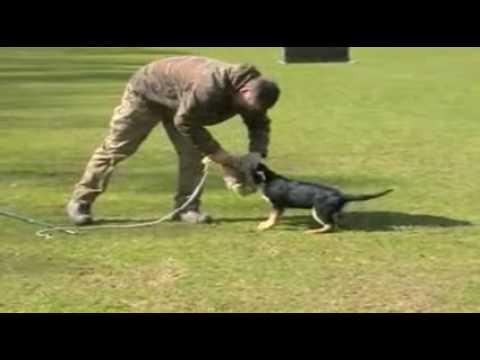 Como Entrenar a un Cachorro