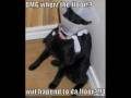 videos de Funny Cats 2