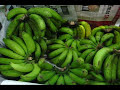 bebudak sedang melakukan proses peram buah pisang.