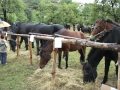 Click here to watch this video 6. SAJAM BALKANSKOG AGROBIODIVERZITETA I SEOSKOG NASLEDJA intermeco 2008