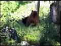 black bears mating in yellowstone