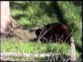 Black Bears Mating in Yellowstone