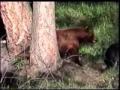 black bears mating in yellowstone