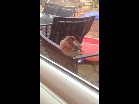 how to cure a sick zebra finch