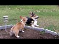 Penny in the big yard