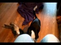 puppy sneezes on command