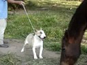 Ruffus - my bull terrier