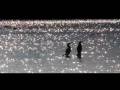 videos de sparkles-birds