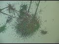 Visualising complex networks