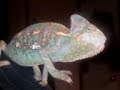 Veiled chameleon named Token Veiled chameleon named Token