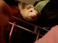 Ferret Blaze stuck in a high spot Ferret Blaze stuck in a high spot