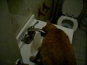 Marm drinking strait off the tap! marm part 2