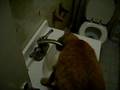 Marm drinking strait off the tap! marm part 2