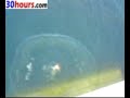 Fatal Bridge Jump Leading to Death