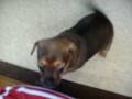 videos de puppies 2 018