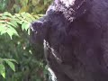 Grizzly Man Final Moments Grizzly Man Final Moments