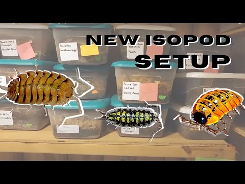 YouTube reptile video