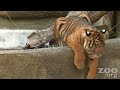 Cute Baby Tiger explores the world outside Cute Baby Tiger explores the world outside