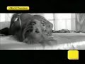 Britney Spears - Break The Ice [JASON NEVINS MIX SIPPET]