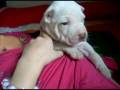nina's puppie