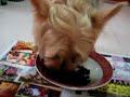 Eating Kibbles