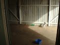 Tug-a-pup