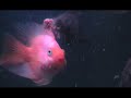 My 55 Gallon Tank (2) Aggressive My 55 Gallon Tank (2) Aggressive