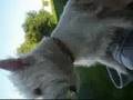 videos de dogshit park vid1