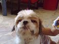 My Name is Mico & I can sing!!! My Name is Mico & I can sing!!!