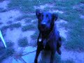 Liea Plays Fetch