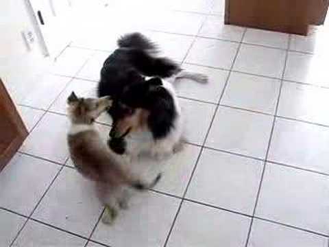collie - Oona, our 20-month-old tri-color rough collie, singing to her 3-month-old sable rough collie runt niece, Phoebe. Phoebe tragically passed away at 4 months; w...