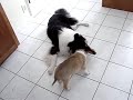 Collie Singing to Collie Puppy