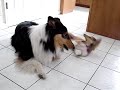 collie singing to collie puppy