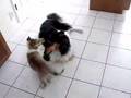 Collie Singing to Collie Puppy