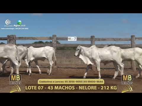 556� LEIL�O VIRTUAL MB LEIL�ES