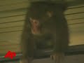 Raw Video: Monkey on the Loose in Japan