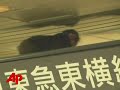 Raw Video: Monkey on the Loose in Japan
