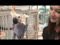 oscar the featherless bird   ugly or cute?