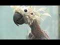 oscar the featherless bird   ugly or cute?