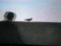 Grand Theft Auto IV - Bird Shot