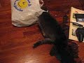 Bag Kitty