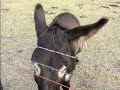 Donkey