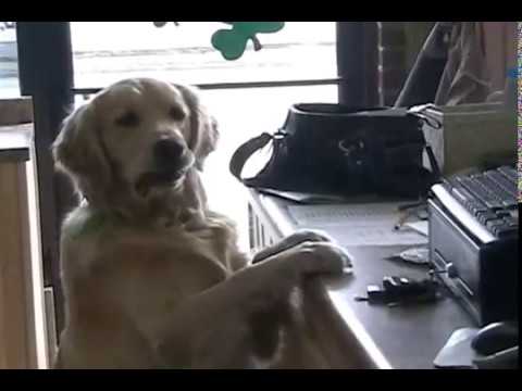 golden retreiver - This is Murphy our golden retriever that helps us run our drive thru beer and coffee company. Located in Michigan Center, MI on Page Ave. Just outside of Jac...